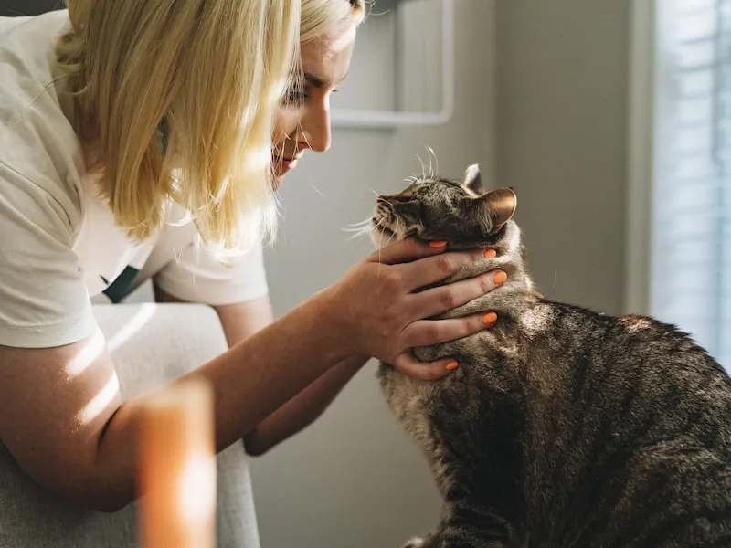 Veterinär undersöker hund